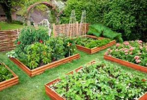 A raised bed creation
